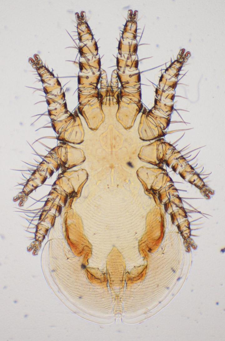 Gamasid Mite