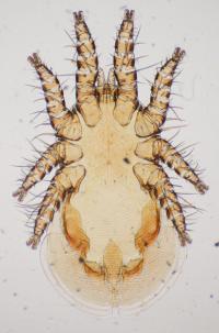 Gamasid Mite