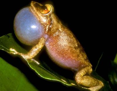 Coqui Frog