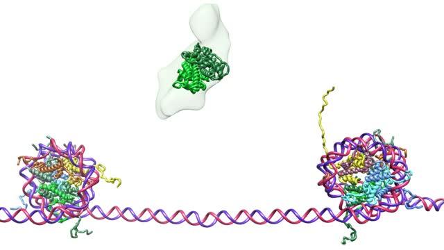Estrogen Receptor-Mediated Mechanism of Regulation of Gene Expression