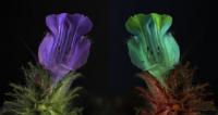 Borage Flowers
