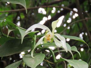 Vanilla trigonocarpa flower