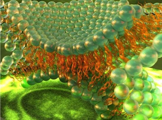 Cell Hemifusion