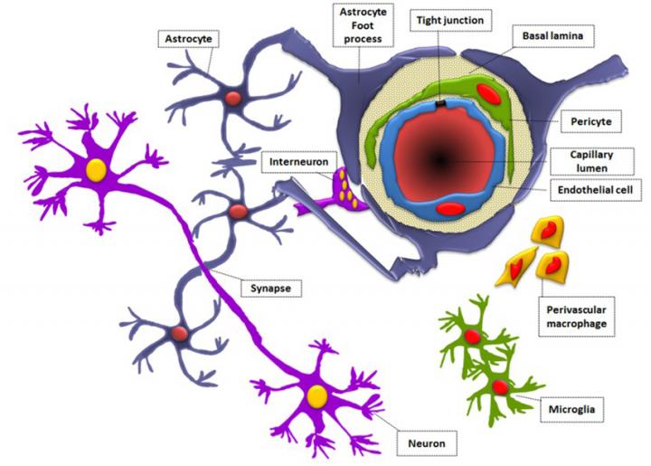 Fortress: The Blood Brain Barrier