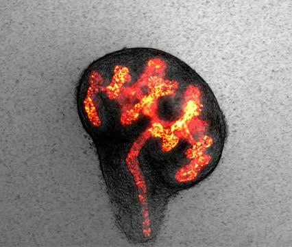 Mouse Kidney