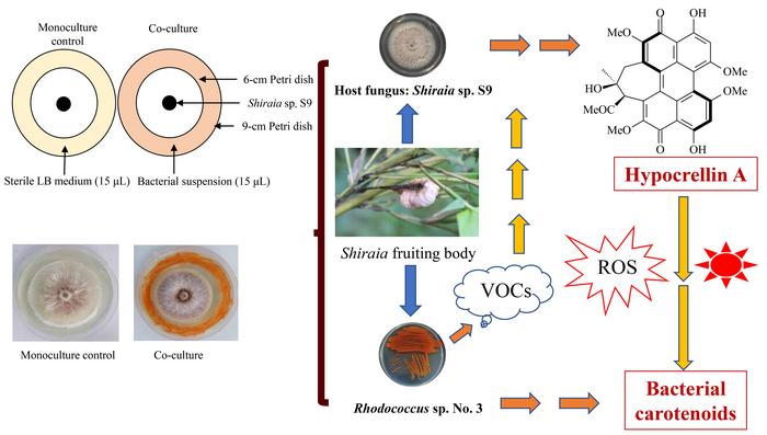 Reciprocal Metabolite Regulation in Shiraia-Associated Symbiosis