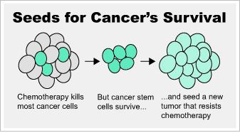 Seeds for Cancer's Survival