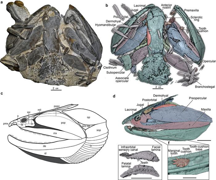 Fossil and high-resolution CT reconstruction of Megamastax amblyodus