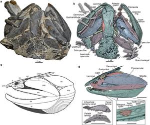 Fossil and high-resolution CT reconstruction of Megamastax amblyodus