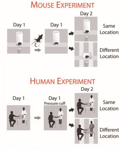 Men Seem to Remember Pain Differently from Women