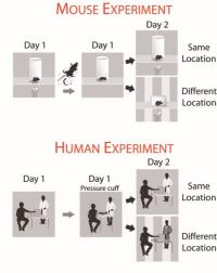 Men Seem to Remember Pain Differently from Women