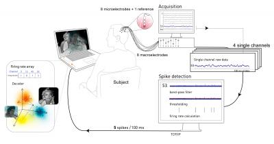 Controlling Individual Cortical Nerve Cells by Human Thought