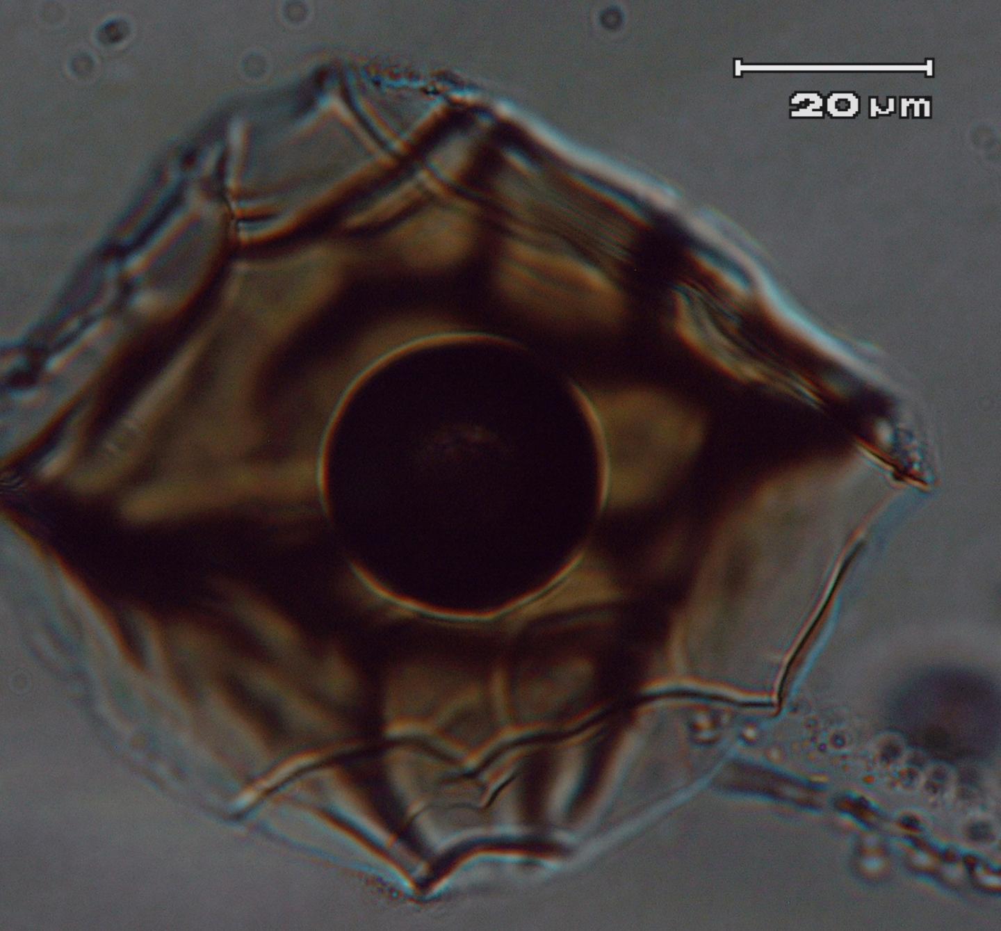 Melt inclusions