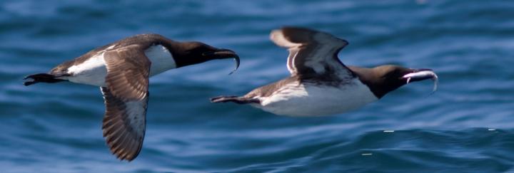 Common Murres