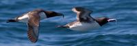 Common Murres