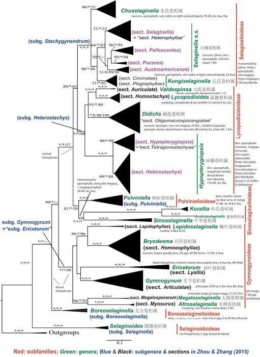 Simplified maximum likelihood phylogeny of Selaginellaceae based on plastid rbcL and five nuclear markers.