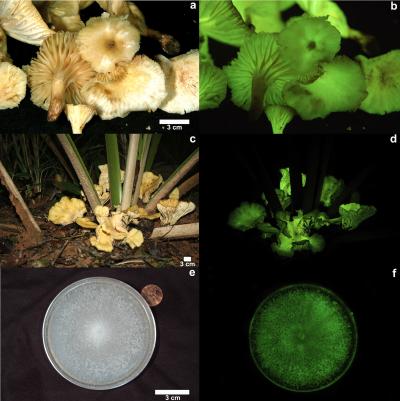 <i>Neonothopanus gardneri</i> (1 of 2)