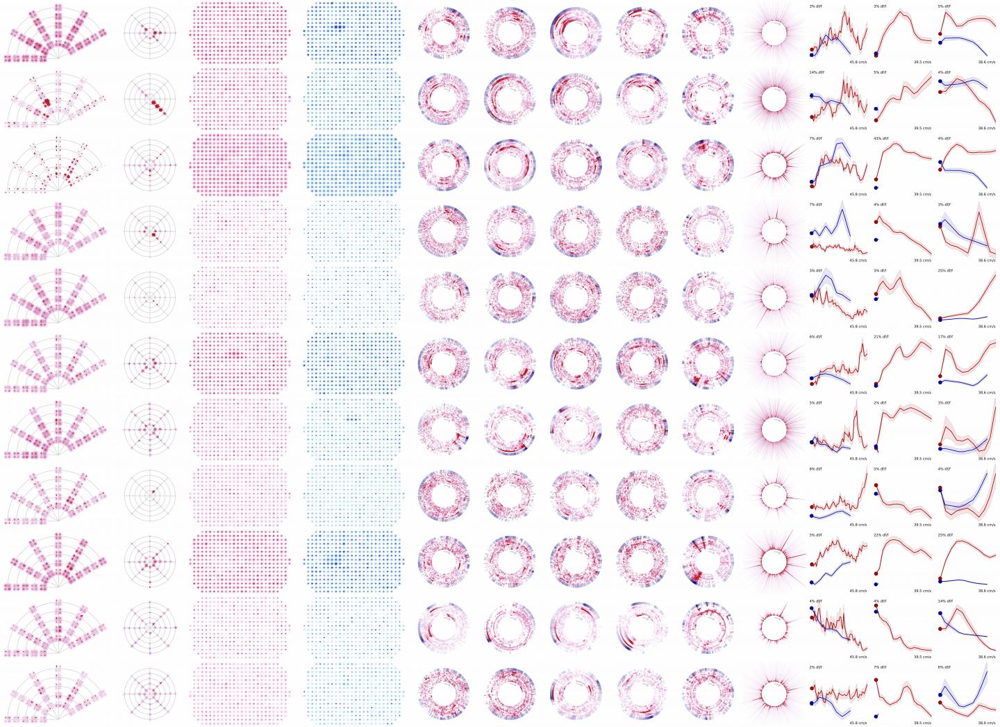 Allen Brain Observatory Cell List