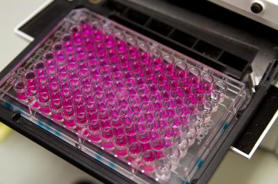 Cell Lines
