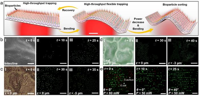 Fig. 2. Trapping and sorting on curved substrates using FSOT.
