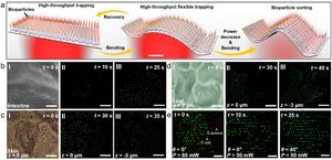 Fig. 2. Trapping and sorting on curved substrates using FSOT.