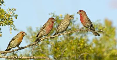 Male House Finches
