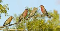 Male House Finches