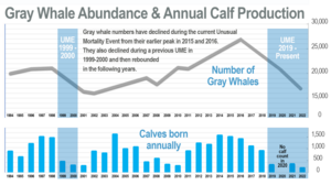 Gray whale abundance and annual calf production