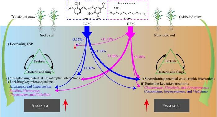 Framework of how lignin-derived (LSM) and humus-derived (HSM) small molecule addition promotes the formation of newly formed mineral-associated organic matter (13C-MAOM) from 13C-labeled straw in sodic and non-sodic soils.