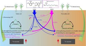 Framework of how lignin-derived (LSM) and humus-derived (HSM) small molecule addition promotes the formation of newly formed mineral-associated organic matter (13C-MAOM) from 13C-labeled straw in sodic and non-sodic soils.