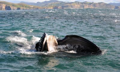 The Evolution of Filter Feeding, Before and After Whales (7 of 7)