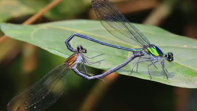 ESF Top 10 New Species for 2016