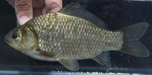 Invasive freshwater fish (Carassius gibelio)