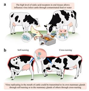 How the H5N1 virus invades the mammary gland of dairy cattle