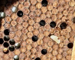 Brood with Varroa