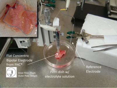 MEMS Sensors Probe Plaque