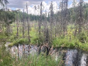 An inundated site caused by beavers