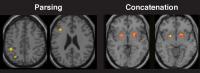Brain Regions Linked to the Parsing and Concatenation Processes in Motor Chunking