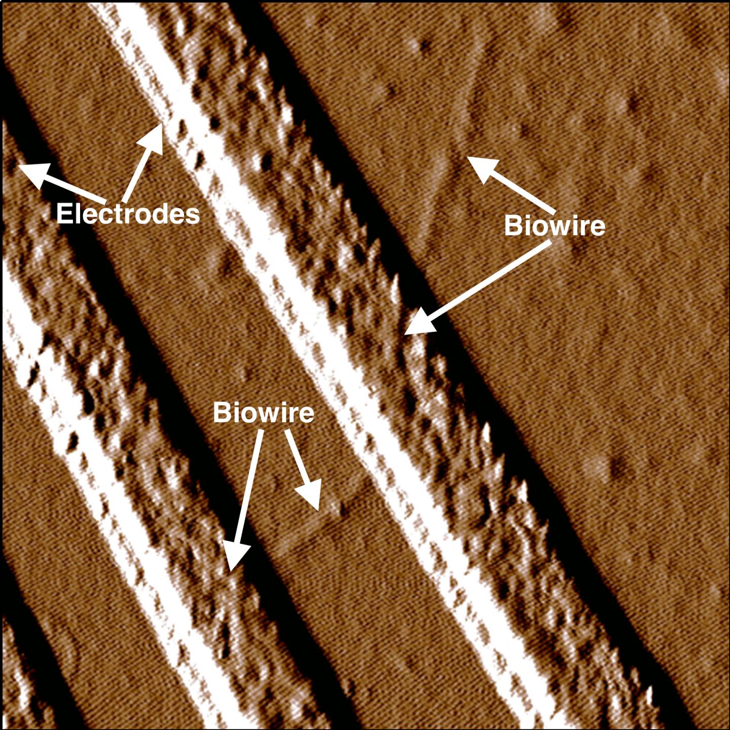 Synthetic Biowires