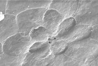 <em>Bicyclus anynana</em>