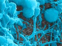 Primary Cortical Neurons and Nanowires 2