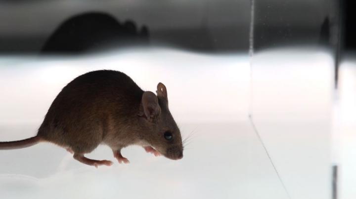 Mouse