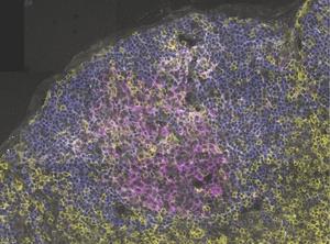 T follicular helper (Tfh) cells