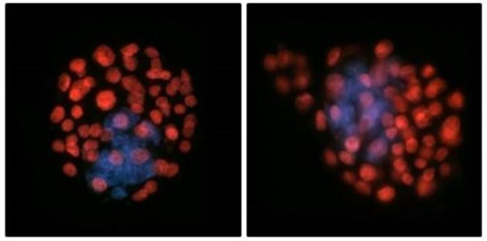 Embryos