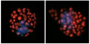 Embryos