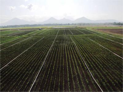 Rice Paddies
