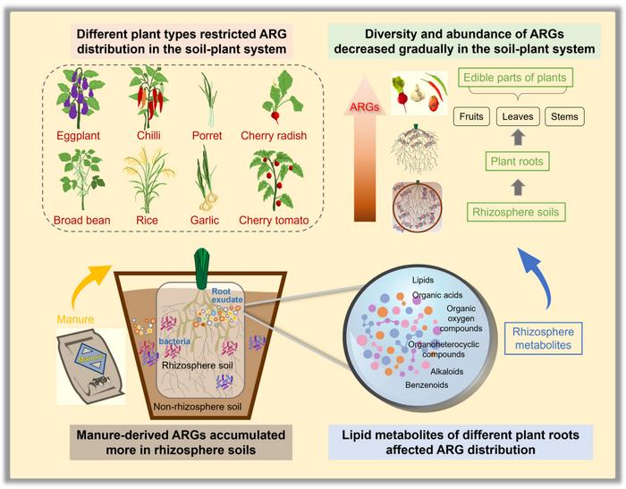 Rhizosphere metabolites drive crop-specific distribution of manure-derived antibiotic resistance genes