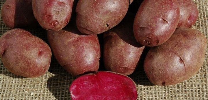 Potato