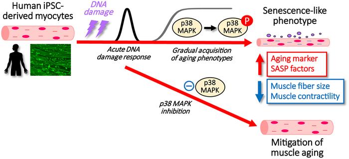 p38MAP kinase regulates senescence in human iPS-derived myocytes