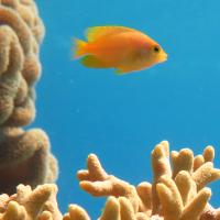 Lemon Damselfish